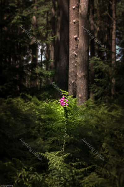 Forest floor at Brandon by Frank Hendre