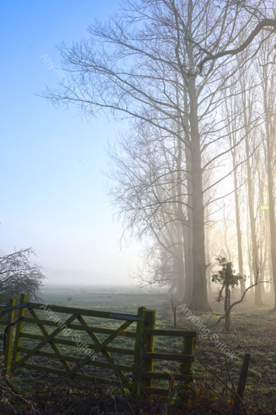 Misty Suffolk woodland gate by James Ellis