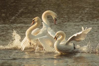 Swans at Lackford Lakes by Steve Abbott