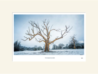 Tree in snow at Culford
