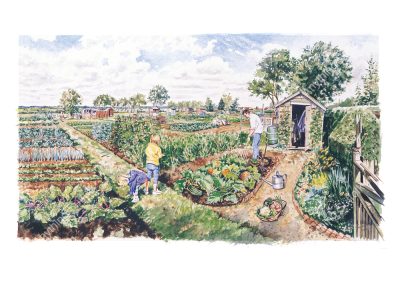 Allotment at Aldeburgh by Steven Binks