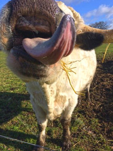 Baylham Rare Breeds Farm by Charley Grand