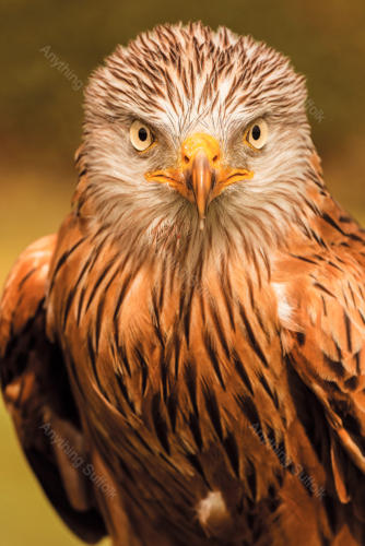 Red Kite at Stonham by Steve Abbott