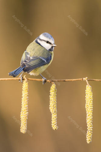 Blue Tit on catkins at Rendham by Steve Abbott