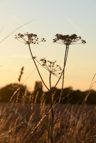 Gislingham landscape by Joanna Walker