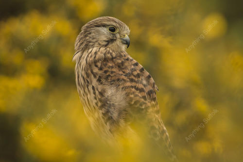 Kestrel in Rendlesham Forest by Steve Abbott