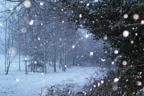 Needham Lake path in the snow by Helen Fairweather