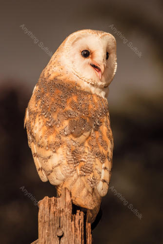 Barn Owl at Stonham by Steve Abbott