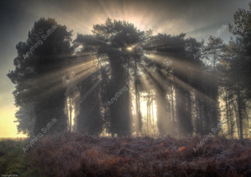 Trees in Rushford by Frank Hendre